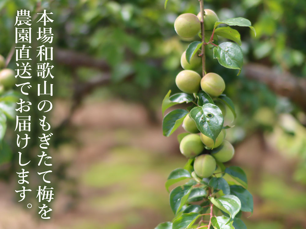 紀ノ川梅 ほろ酔い青梅 B級 7kg 和歌山 観音山フルーツガーデン 送料無料