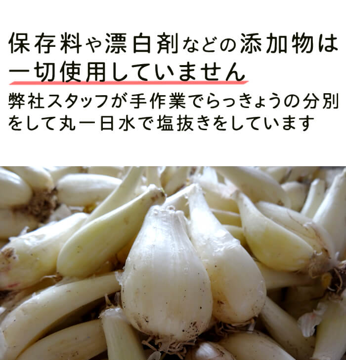 無添加国産花らっきょう漬け鳥取県産甘酢米酢仕込み鷹の爪