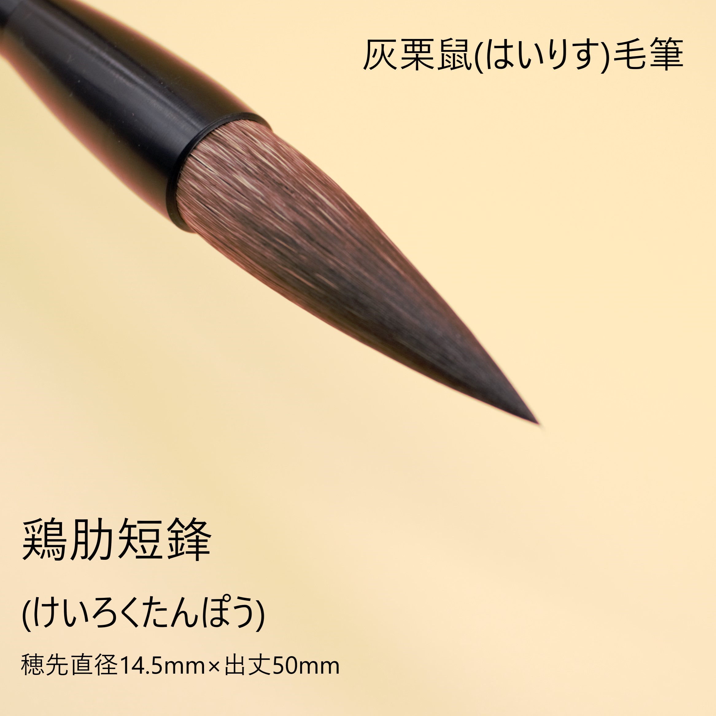 1本から【送料無料】『雞肋』短鋒 創業寛文12年菊屋監製 書