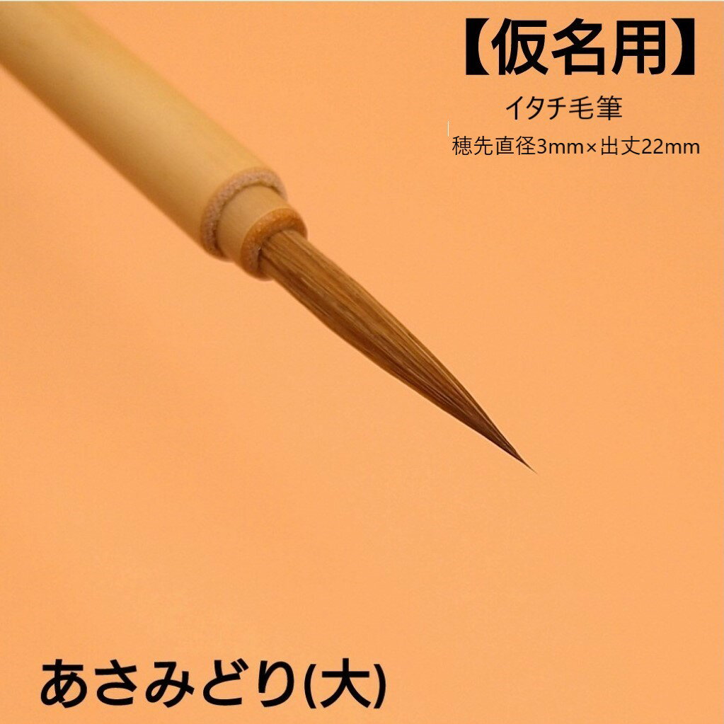 1本から【送料無料】『あさみどり』(大) 創業寛文12年菊屋