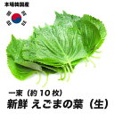 えごまの葉（生）　一束（約10枚）（エゴマ）[韓国食材] 〔韓国野菜〕お取り寄せ