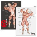 【お得な5枚セット】クリアファイル 筋肉 「筋次郎の筋 クリアファイル5枚セット」 A4サイズ 両面カラー 解剖学 名称 名前 送料無料 キャンペーン【単品合計...