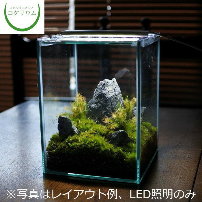 【観葉植物 おしゃれ ミニ テラリウム LED 照明 コケリウム 苔 コケ 苔テラリウム 苔リウム アクアリウム アクアテラリウム 園芸 ハイドロカルチャー ガーデニング グリーン インテリア 緑 苔盆栽 癒し moss 初心者】 コケリウムLED照明 フラッティ ブラック