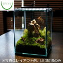 【観葉植物 おしゃれ ミニ テラリウム LED 照明 コケリウム 苔 コケ 苔テラリウム 苔リウム アクアリウム アクアテラリウム 園芸 ハイドロカルチャー ガーデニング グリーン インテリア 緑 苔盆栽 癒し moss 初心者】 コケリウムLED照明 フラッティ ホワイト