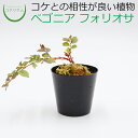 【テラリウム コケリウム 苔 コケ 苔テラリウム 苔リウム パルダリウム アクアリウム アクアテラリウム 観葉植物 園芸 ハイドロカルチャー ガーデニング グリーン インテリア 緑 苔盆栽 癒し moss 初心者】 ベゴニア フォリオサ