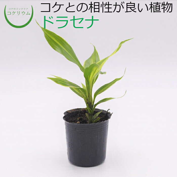 Rakuten - 【観葉植物 おしゃれ ミニ テラリウム ミニ観葉 コケリウム 苔 コケ 苔テラリウム 苔リウム アクアリウム アクアテラリウム 園芸 ハイドロカルチャー ガーデニング グリーン インテリア 緑 苔盆栽 癒し moss 初心者】 ドラセナ