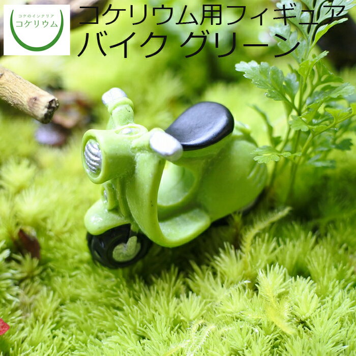 【観葉植物 おしゃれ ミニ テラリウ