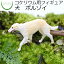 【観葉植物 おしゃれ ミニ テラリウム フィギュア ミニ観葉 コケリウム 苔 コケ 苔テラリウム 苔リウム アクアリウム アクアテラリウム 園芸 ハイドロカルチャー ガーデニング グリーン インテリア 緑 苔盆栽 癒し 初心者】 コケリウムフィギュア 犬 ボルゾイ 650円