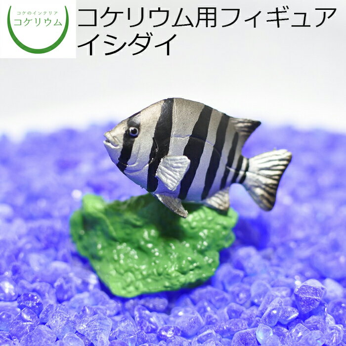 【観葉植物 おしゃれ ミニ テラリウム フィギュア ミニ観葉 コケリウム 苔 コケ 苔テラリウム 苔リウム アクアリウム アクアテラリウム 園芸 ハイドロカルチャー ガーデニング グリーン インテリア 緑 苔盆栽 癒し 初心者】 コケリウムフィギュア イシダイ