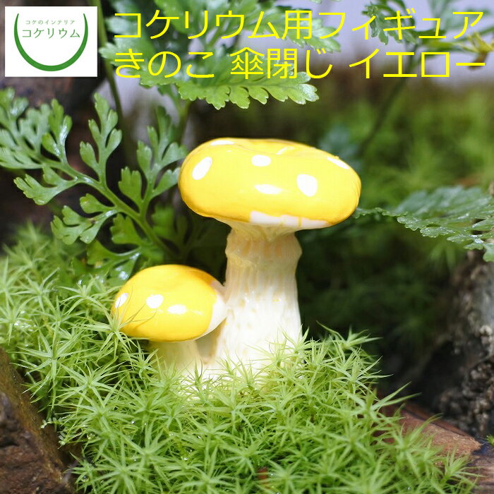 【観葉植物 おしゃれ ミニ テラリウ