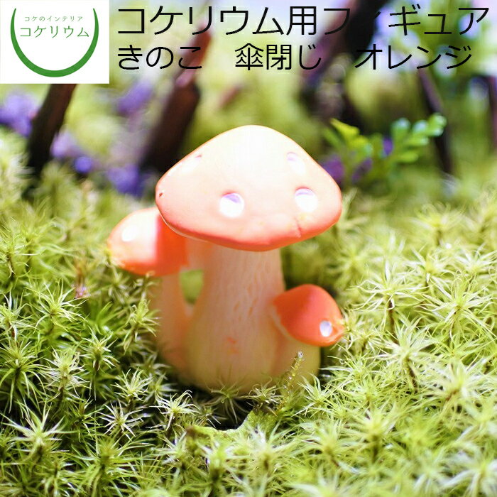 【観葉植物 おしゃれ ミニ テラリウ