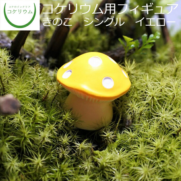 【観葉植物 おしゃれ ミニ テラリウ