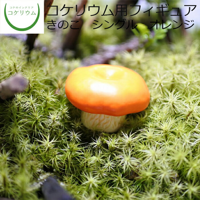 【観葉植物 おしゃれ ミニ テラリウ