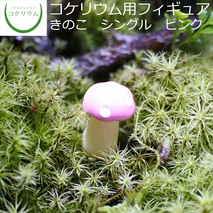 【観葉植物 おしゃれ ミニ テラリウ