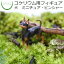 【観葉植物 おしゃれ ミニ テラリウム フィギュア ミニ観葉 コケリウム 苔 コケ 苔テラリウム 苔リウム アクアリウム アクアテラリウム 園芸 ハイドロカルチャー ガーデニング グリーン インテリア 緑 苔盆栽 癒し 初心者】 コケリウムフィギュア 犬 ミニチュア・ピンシャー 650円
