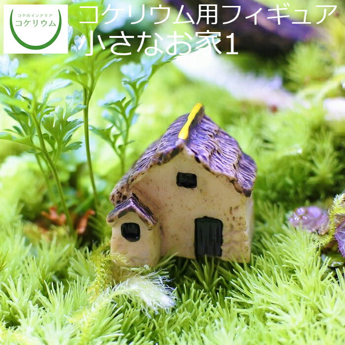 【観葉植物 おしゃれ ミニ テラリウ