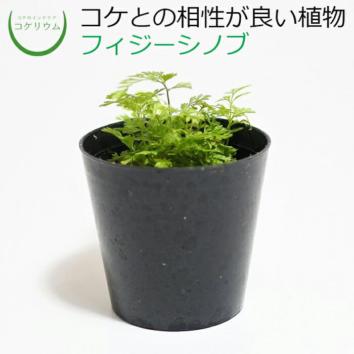 【テラリウム コケリウム シダ シダ植物 山野草 苔 コケ 苔テラリウム 苔リウム アクアリウム アクアテラリウム 観葉植物 園芸 ハイドロカルチャー ガーデニング グリーン インテリア 緑 苔盆栽 癒し moss 初心者】 フィジーシノブ