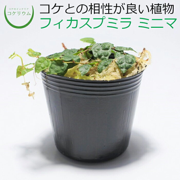 【テラリウム コケリウム 苔 コケ 苔テラリウム 苔リウム アクアリウム アクアテラリウム 観葉植物 園芸 ハイドロカルチャー ガーデニング グリーン インテリア 緑 苔盆栽 癒し パルダリウム 初心者】 フィカスプミラ ミニマ