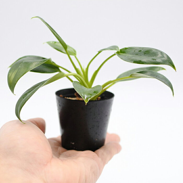 �ڥƥ�ꥦ�� �����ꥦ�� �� ���� �ݥƥ�ꥦ�� �ݥꥦ�� �������ꥦ�� �������ƥ�ꥦ�� ���տ�ʪ ��� �ϥ��ɥ�������㡼 �����ǥ˥� ���꡼�� ����ƥꥢ �� ���ߺ� ���� moss �鿴�ԡ� �ե����ǥ�ɥ��� �С�����