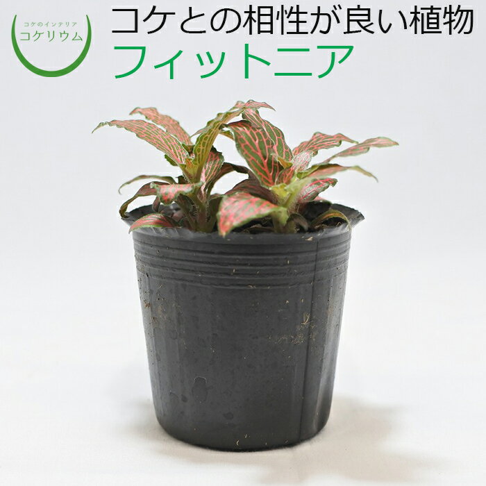 【観葉植物 おしゃれ ミニ テラリウム ミニ観葉 コケリウム 苔 コケ 苔テラリウム 苔リウム アクアリウ..
