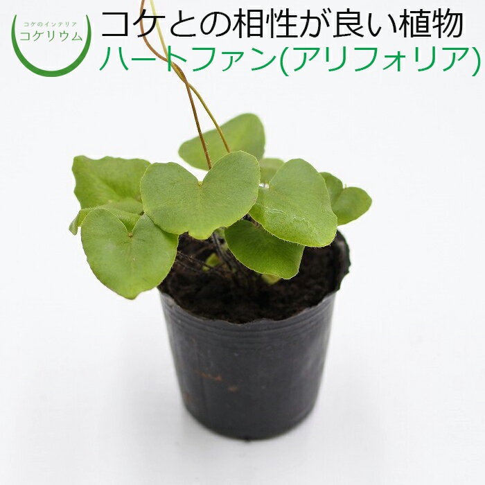 【テラリウム コケリウム シダ シダ植物 山野草 苔 コケ 苔テラリウム 苔リウム アクアリウム アクアテラリウム 観葉植物 園芸 ハイドロカルチャー ガーデニング グリーン インテリア 緑 苔盆栽 癒し moss 初心者】 ハートファン