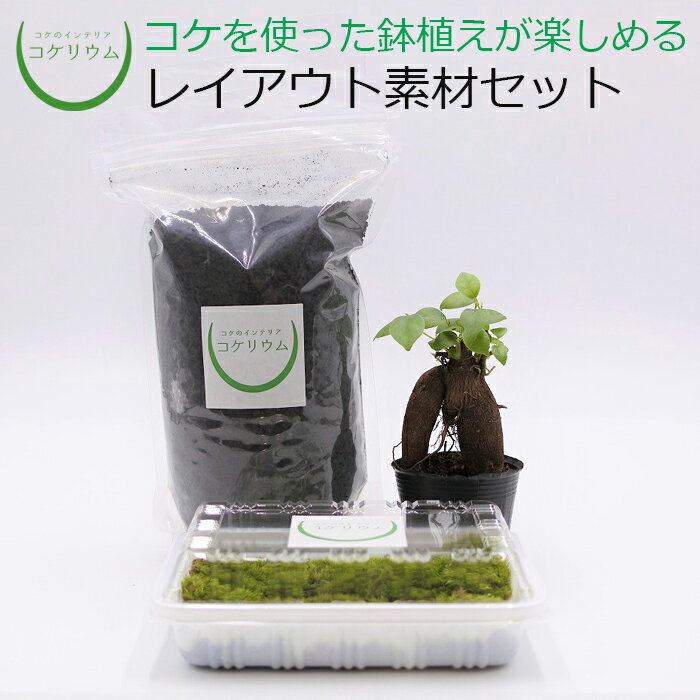 【観葉植物 おしゃれ ミニ テラリウム キット コケリウム 苔 コケ 苔テラリウム 苔リウム 鉢植え 鉢 園芸 ハイドロカルチャー ガーデニング グリーン インテリア 緑 苔盆栽 癒し moss 初心者 パック セット】 鉢植え用 レイアウト素材セット ガジュマル