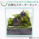 【送料無料 観葉植物 おしゃれ ミニ テラリウム キット コケリウム 苔 コケ 苔テラリウム 苔リウム 園芸 ハイドロカルチャー ガーデニング グリーン インテ...
