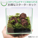 【送料無料 観葉植物 おしゃれ ミニ テラリウム キット コケリウム 苔 コケ 苔テラリウム 苔リウム アクアリウム アクアテラリウム 園芸 ハイドロカルチャー ガーデニング グリーン インテリア 緑 苔盆栽 癒し 初心者 セット】 コケリウムキット 赤溶岩石の森（フタ付）