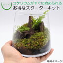 【送料無料 観葉植物 おしゃれ ミニ テラリウム キット コケリウム 苔 コケ 苔テラリウム 苔リウム アクアリウム アクアテラリウム 園芸 ハイドロカルチャー ガーデニング グリーン インテリア 緑 苔盆栽 癒し moss 初心者 パック セット】 コケリウムキット 台形M