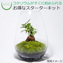 【送料無料 観葉植物 おしゃれ ミニ テラリウム キット コケリウム 苔 コケ 苔テラリウム 苔リウム アクアリウム アクアテラリウム 園芸 ハイドロカルチャー ガーデニング グリーン インテリア 緑 苔盆栽 癒し moss 初心者 パック セット】 コケリウムキット ガジュマル2