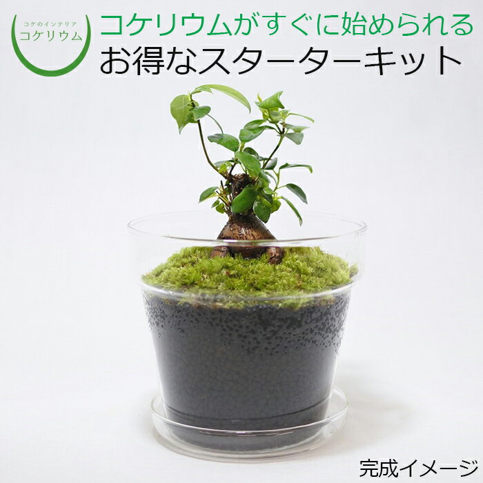 【送料無料 観葉植物 おしゃれ ミニ テラリウム キット コケリウム 苔 コケ 苔テラリウム 苔リウム 鉢植え 鉢 園芸 ハイドロカルチャー ガーデニング グリーン インテリア 緑 苔盆栽 癒し moss 初心者 パック セット】 コケリウムキット ガラスの鉢植え　ガジュマル 1