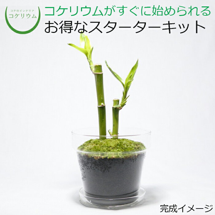 【送料無料 観葉植物 おしゃれ ミニ テラリウム キット コケリウム 苔 コケ 苔テラリウム 苔リウム 鉢植え 鉢 園芸 ハイドロカルチャー ガーデニング グリーン インテリア 緑 苔盆栽 癒し moss 初心者 パック セット】 コケリウムキット ガラスの鉢植え　ミリオンバンブー