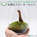 【送料無料 観葉植物 おしゃれ ミニ テラリウム キット コケリウム 苔 コケ 苔テラリウム 苔リウム アクアリウム アクアテラリウム 園芸 ハイドロカルチャー ガーデニング グリーン インテリア 緑 苔盆栽 癒し moss 初心者 パック セット】 コケリウムキット ヒメユキノシタ