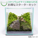 【送料無料 観葉植物 おしゃれ ミニ テラリウム キット コケリウム 苔 コケ 苔テラリウム 苔リウム アクアリウム アクアテラリウム 園芸 ハイドロカルチャー ガーデニング グリーン インテリア 緑 苔盆栽 癒し moss 初心者 パック セット】 コケリウムキット 苔の道