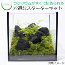 【送料無料 観葉植物 おしゃれ ミニ テラリウム キット コケリウム 苔 コケ 苔テラリウム 苔リウム アクアリウム アクアテラリウム 園芸 ハイドロカルチャー ガーデニング グリーン インテリア 緑 苔盆栽 癒し moss 初心者 パック セット】 コケリウムキット 黒溶岩石の森