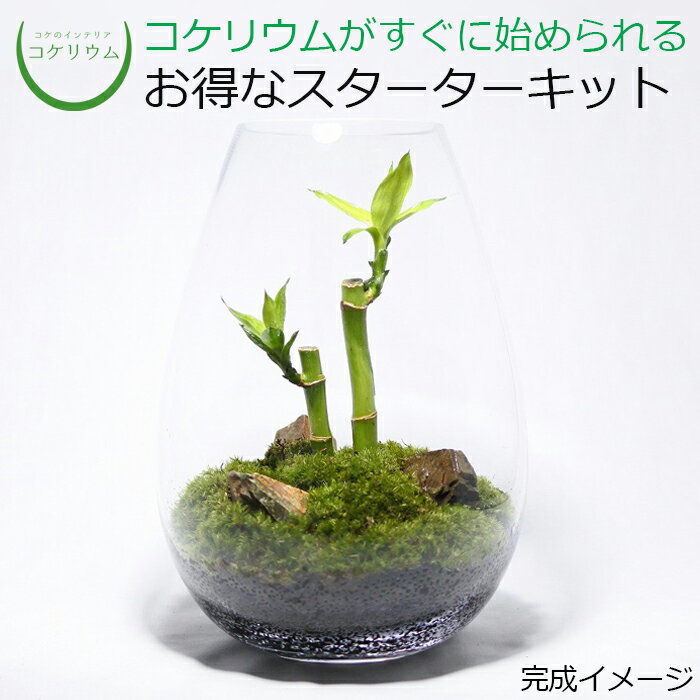 【送料無料 観葉植物 おしゃれ ミニ テラリウム キット コケリウム 苔 コケ 苔テラリウム 苔リウム アクアリウム アクアテラリウム 園芸 ハイドロカルチャー ガーデニング グリーン インテリア 緑 苔盆栽 癒し 初心者 パック セット】 コケリウムキット ミリオンバンブー