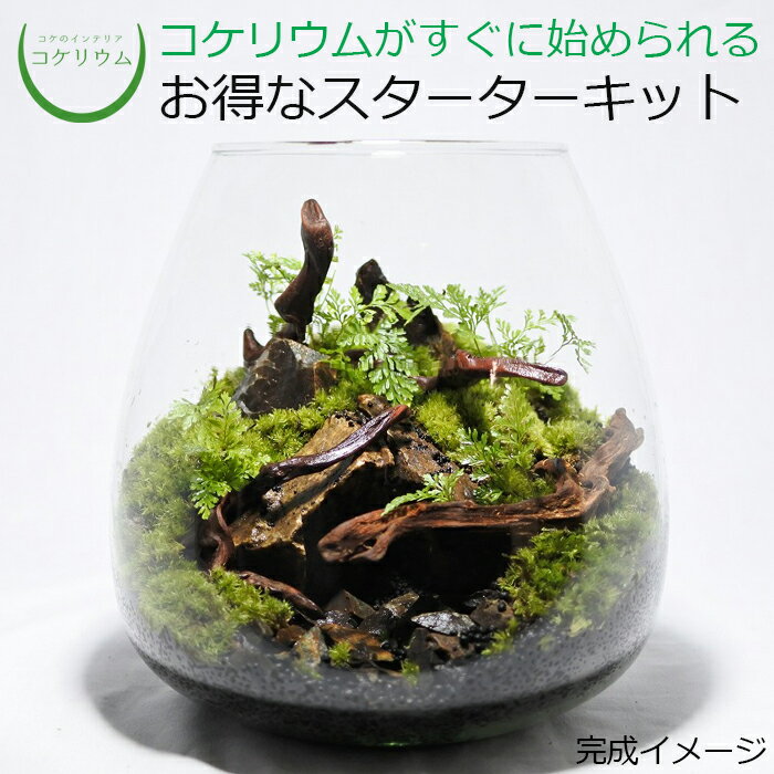 【送料無料 観葉植物 おしゃれ ミニ テラリウム キット コケリウム 苔 コケ 苔テラリウム 苔リウム アクアリウム ア…