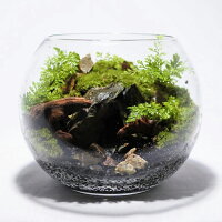 楽天市場 送料無料 観葉植物 おしゃれ ミニ テラリウム キット コケリウム 苔 コケ 苔テラリウム 苔リウム アクアリウム アクアテラリウム 園芸 ハイドロカルチャー ガーデニング グリーン インテリア 緑 苔盆栽 癒し Moss 初心者 パック セット コケリウムキット 森 楽天市場 送料無料 観葉植物 おしゃれ ミニ テラリウム キット コケリウム 苔 コケ 苔テラリウム 苔リウム アクアリウム アクアテラリウム 園芸 ハイドロカルチャー ガーデニング グリーン インテリア 緑 苔盆栽 癒し Moss 初心者 パック セット コケリウムキット 森
