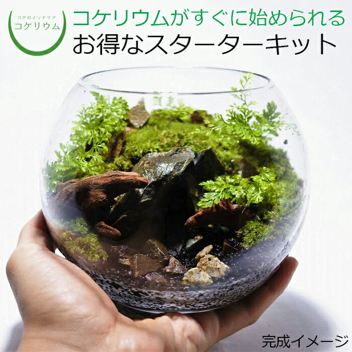 【送料無料 観葉植物 おしゃれ ミニ テラリウム キット コケリウム 苔 コケ 苔テラリウム 苔リウム アクアリウム ア…