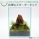 【送料無料 観葉植物 おしゃれ ミニ テラリウム キット コケリウム 苔 コケ 苔テラリウム 苔リウム 園芸 ハイドロカルチャー ガーデニング グリーン インテ...