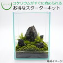 【送料無料 観葉植物 おしゃれ ミニ テラリウム キット コケリウム 苔 コケ 苔テラリウム 苔リウム 園芸 ハイドロカルチャー ガーデニング グリーン インテリア 緑 苔盆栽 癒し 初心者 ギフト プレゼント 誕生日 パック セット】 コケリウムキット 森の岩山 青華石(フタ付)