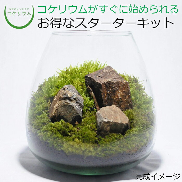 【送料無料 観葉植物 おしゃれ ミニ テラリウム キット コケリウム 苔 コケ 苔テラリウム 苔リウム ア..