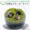 【送料無料 観葉植物 おしゃれ ミニ テラリウム キット コケリウム 苔 コケ 苔テラリウム 苔リウム アクアリウム アクアテラリウム 園芸 ハイドロカルチャー ガーデニング グリーン インテリア 緑 苔盆栽 癒し moss 初心者 パック セット】 コケリウムキット ラウンド2