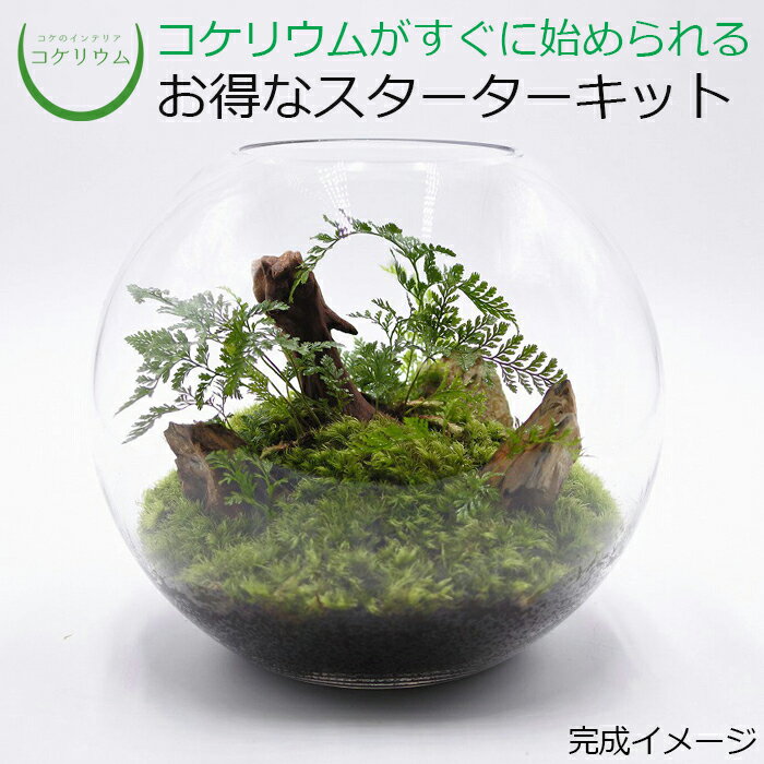 【送料無料 観葉植物 おしゃれ ミニ テラリウム キット コケリウム 苔 コケ 苔テラリウム 苔リウム アクアリウム アクアテラリウム 園芸 ハイドロカルチャー ガーデニング グリーン インテリア 緑 苔盆栽 癒し moss 初心者 パック セット】 コケリウムキット スフィア