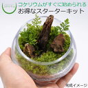 【送料無料 観葉植物 おしゃれ ミニ テラリウム キット コケリウム 苔 コケ 苔テラリウム 苔リウム アクアリウム アクアテラリウム 園芸 ハイドロカルチャー ガーデニング グリーン インテリア 緑 苔盆栽 癒し 初心者 パック セット】 コケリウムキット スラッシュボールS