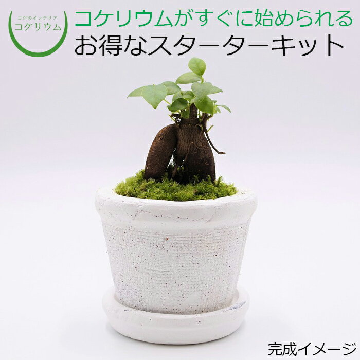  コケリウムキット 陶器の鉢植え ガジュマル