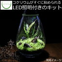 【送料無料 観葉植物 おしゃれ ミニ テラリウム キット コケリウム 苔 コケ 苔テラリウム 苔リウム アクアリウム アクアテラリウム 園芸 ハイドロカルチャー ガーデニング グリーン インテリア 緑 苔盆栽 癒し 初心者 パック セット】 Mosslight(モスライト)キット3 ブラック