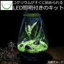 【送料無料 観葉植物 おしゃれ ミニ テラリウム キット コケリウム 苔 コケ 苔テラリウム 苔リウム アクアリウム アクアテラリウム 園芸 ハイドロカルチャー ガーデニング グリーン インテリア 緑 苔盆栽 癒し 初心者 パック セット】 Mosslight(モスライト)キット3 ホワイト