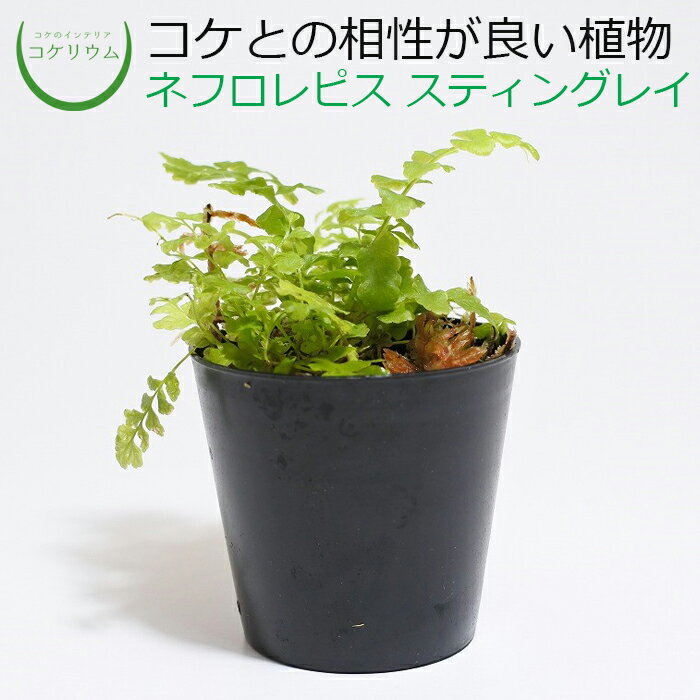 【テラリウム コケリウム シダ シダ植物 山野草 苔 コケ 苔テラリウム 苔リウム アクアリウム アクアテラリウム 観葉植物 園芸 ハイドロカルチャー ガーデニング グリーン インテリア 緑 苔盆栽 癒し moss 初心者】 ネフロレピス スティングレイ