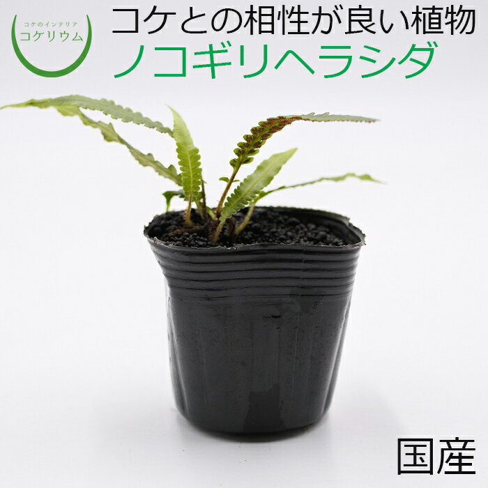 【テラリウム コケリウム シダ シダ植物 山野草 苔 コケ 苔テラリウム 苔リウム アクアリウム アクアテラリウム 観葉植物 園芸 ハイドロカルチャー ガーデニング グリーン インテリア 緑 苔盆栽 癒し moss 初心者】 ノコギリヘラシダ